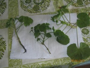 Черенкование пеларгонии, рассада пеларгонии, пеларгония комнатная,erenki pelargoni foto