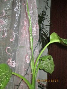 Растение диффенбахия, комнатный цветок диффенбахия , Диффенбахия приметы