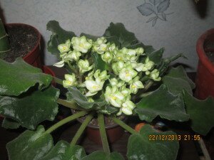 Emerald Love , фиалка Emerald Love, сенполия Emerald Love, фиалка с зелеными цветами, фитильный полив фиалок, фитильный полив сенполий,Лунный календарь на январь для комнатных растений