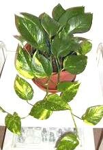 zvetok scindapsus