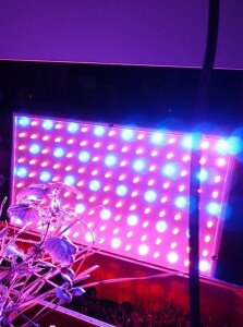 Фитолампы для комнатных растений, светодиодные лампы для растений