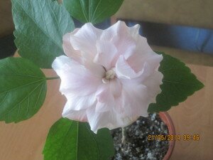 Комнатный цветок гибискус, гибискус фото