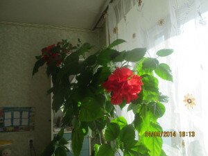Комнатный цветок гибискус, гибискус фото