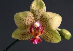 Phalaenopsis Sogo David, ароматные орхидеи, красивые орхидеи