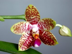Phalaenopsis Orchid World , ароматные орхидеи, красивые орхидеи
