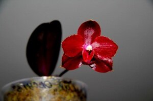Phalaenopsis Ho’s Black Cherub ‘ORCHIS’, ароматные орхидеи, красивые орхидеи