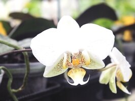 Phalaenopsis stuartiana, ароматные орхидеи, красивые орхидеи