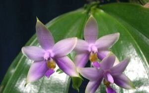 Phalaenopsis violacea фото, красивые орхидеи, ароматные орхидеи