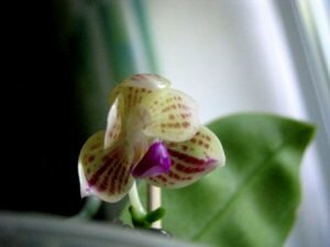 Phalaenopsis javanica фото, красивые орхидеи, ароматные орхидеи